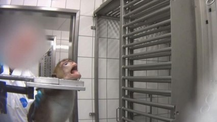 Grausame Tierversuche bei Hamburg: "Methoden aus dem 19. Jahrhundert"