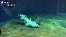 Visitante filma tubarão a salvar a vida de outro tubarão em oceanário