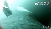 شاهد: الحيتان الحدباء تستخدم الفقاعات كتقنية لصيد الأسماك
