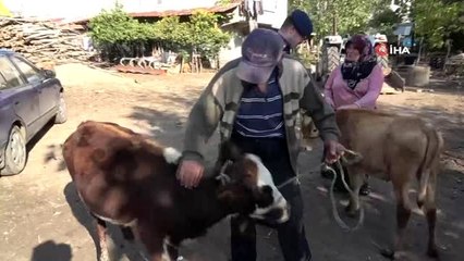 Çalınan büyükbaş hayvanlarına kavuşan vatandaşların sevinci