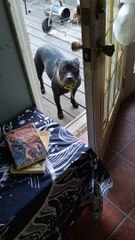 Dog Doesn't Think She'll Fit
