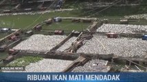 Ribuan Ikan Mati Mendadak di Banjar