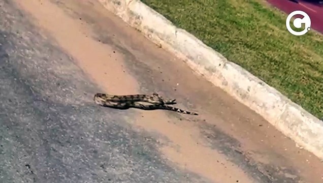 Jibóia é flagrada passeando em área de restiga em Vila Velha