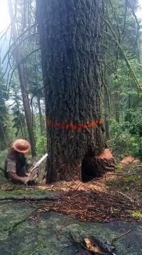 Ce bucheron scie un arbre pourri et va avoir très chaud... Chanceux