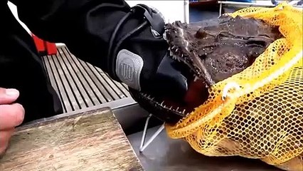 Un pecheur a sa main coincée dans la bouche d'un gros mérou