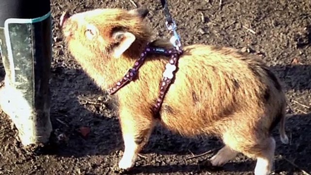 28 Stone Pig Takes Over Home