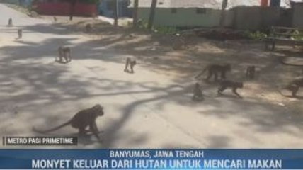 Kemarau Panjang, Monyet Liar Serbu Permukiman Warga di Banyumas