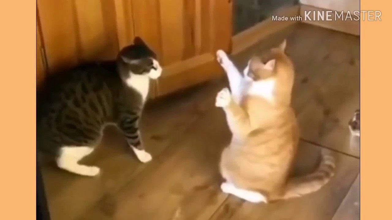 Los gatos más graciosos