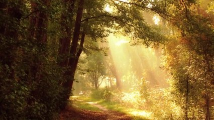 Musica da NATUREZA para relaxar - BOSQUE