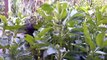 Las Habas, una de las leguminosas mas facil de Cultivar