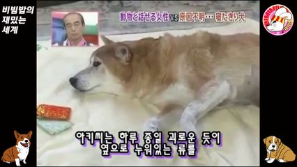 15★[류] 원인불명의 병에 걸린 개