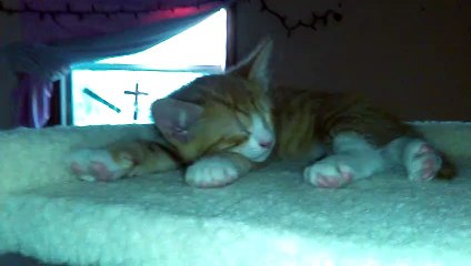 Kitten Climbs My Leg