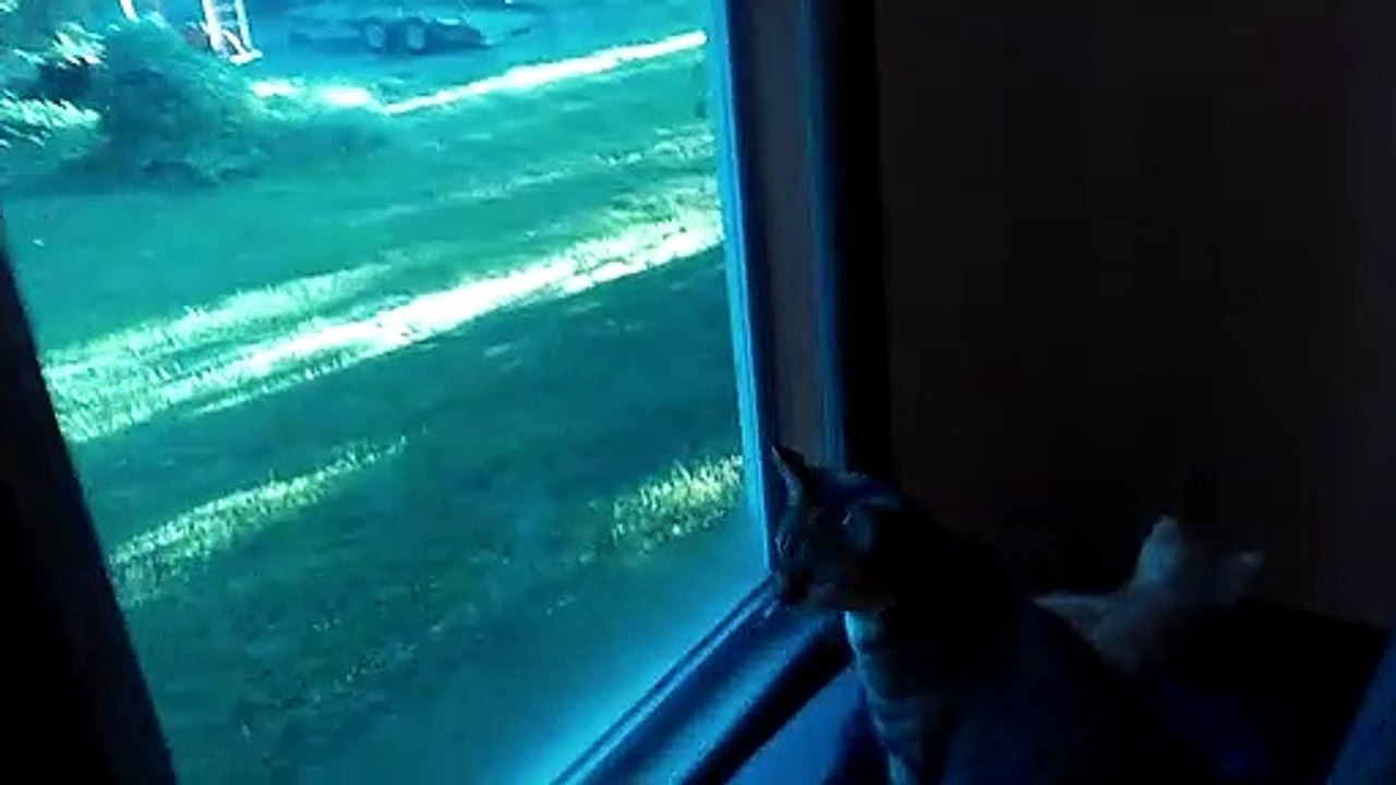 Kitten Nurses on Mama Sitting Up