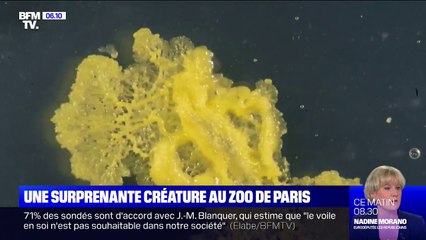Ce n'est ni une plante, ni un animal, ni un champignon... Découvrez le blob, le nouveau pensionnaire du zoo de Paris