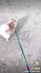 Toy pom dog  playing in garden