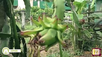 বিধানচন্দ্র কৃষি বিশ্ববিদ্যালয়ের অধ্যাপক জানাচ্ছেন এই ফলের মধ্যে যথেষ্ট খাদ্যগুণ রয়েছে এই ফলের ভিতর ওমেগা সিক্স,ওমেগা থ্রি এবং এন্টি অক্সিডেন্ট থাকায় ক্যান্সার প্রতিরোধ করতে পারে।