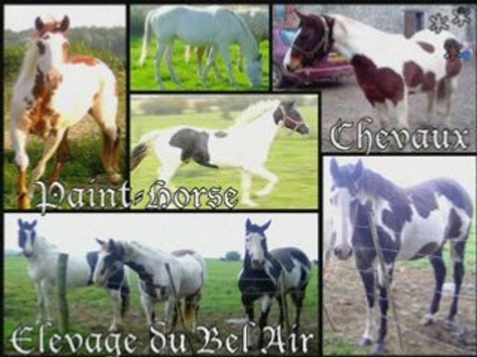 NOS RACES DE CHEVAUX