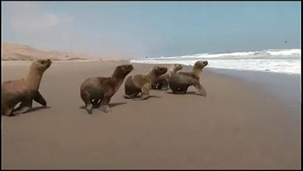 Hat fiatal oroszlánfóka térhetett vissza az óceánba