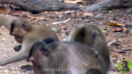 Cute Baby Monkey - The Best Cute Baby Monkey Videos 2019 #5