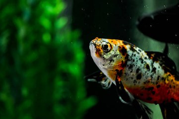 Ist mein weiblicher oviparer Fisch schwanger?
