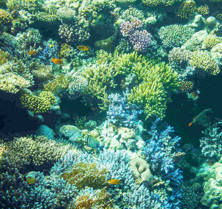 Alles über Aquariumskorallen