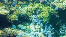 Alles über Aquariumskorallen