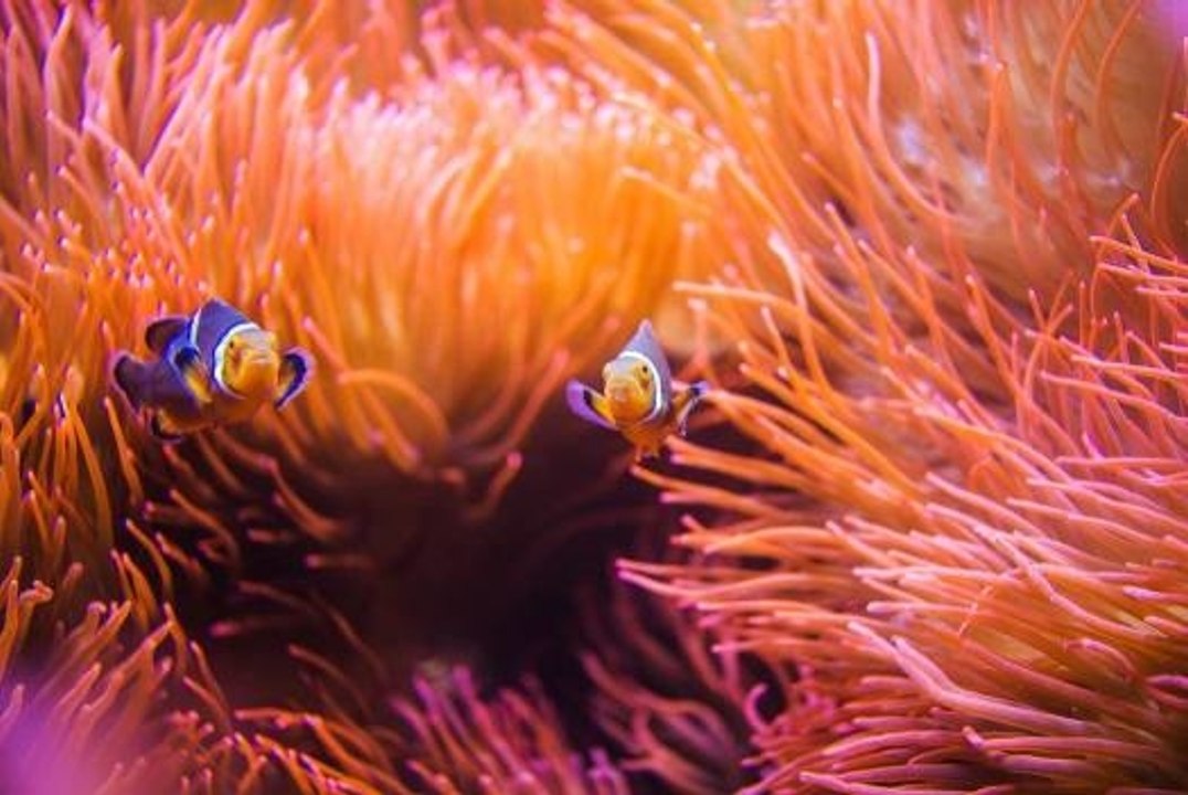 Alles über Seeanemonen