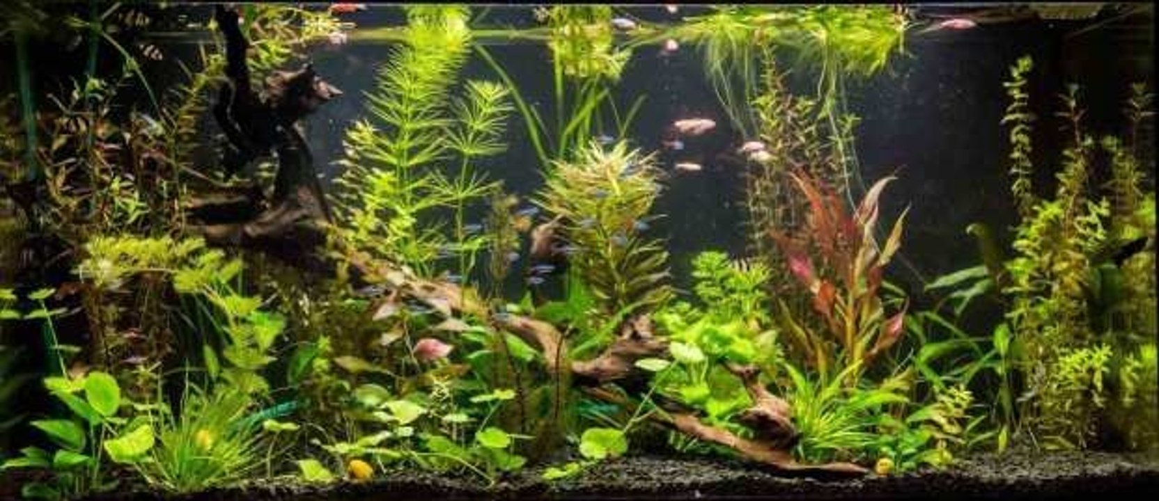 Wie baut man einfach ein Aquarium?