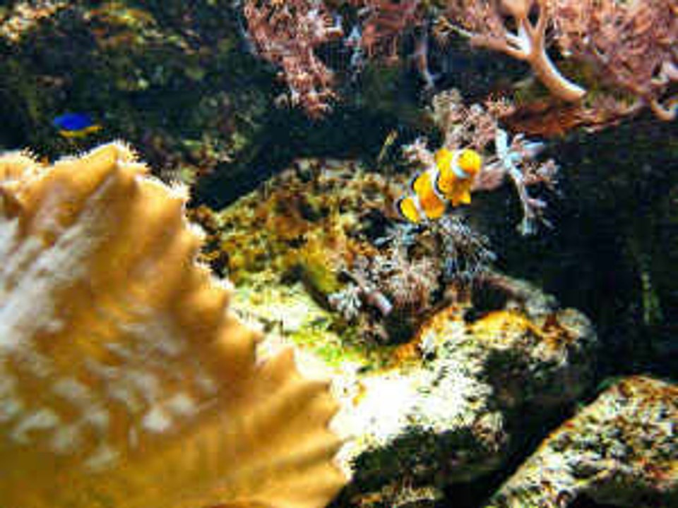 Wie fertigt man ganz einfach Dekorationen für sein Aquarium an?