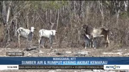 Ratusan Ternak Sapi di Pulau Mules Mati Akibat Kemarau Panjang
