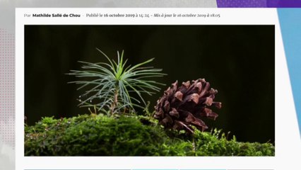 Et si vous utilisiez une pomme de pin en guise de sapin de Noël ?