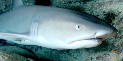 Este tiburón se merienda a otro ante la mirada atónita de los visitantes en un zoológico de Bélgica