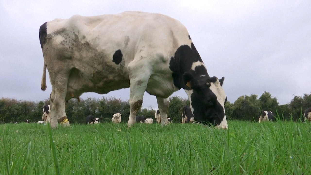 Trois semaines après l'incendie, les vaches sont de retour dans les prés à Rouen