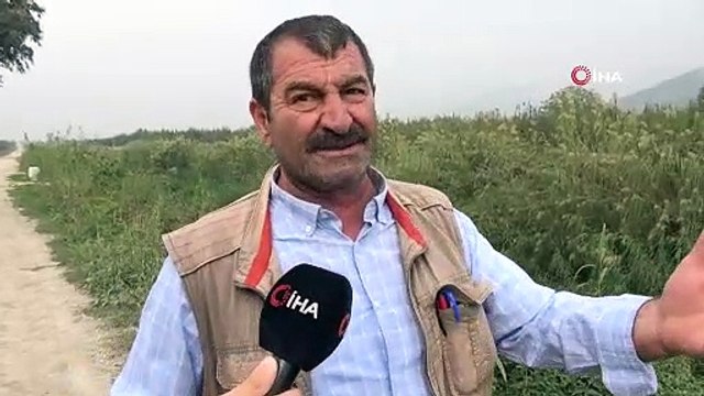 Bursada 20 yıl sonra ilk kez balık üreyen deredeki tüm balıkları öldürdüler