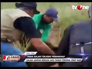 Terjerat Perangkap Babi, Kaki Anak Gajah Luka Parah