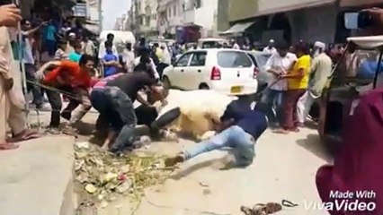 Cow Qurbani | Funny Compilation of Cow Running in Karachi Road | Eid Ul Adha 2018 & 2019
