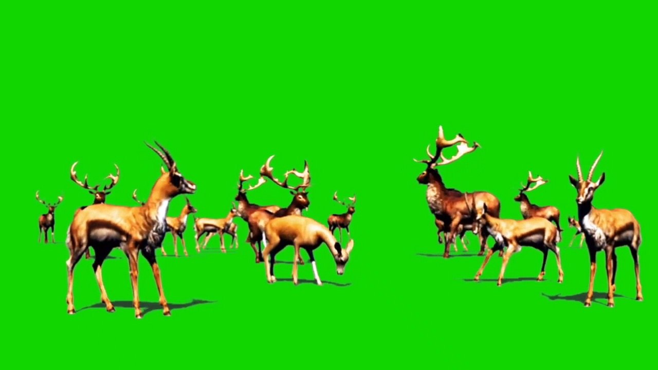 Green screen shot video edition  Green Screen Jungle Animals green screen Effects TS