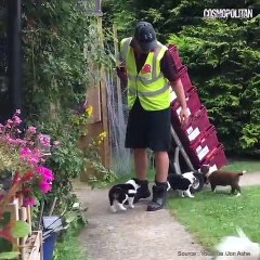 Ce livreur est entouré de plein de chiots !