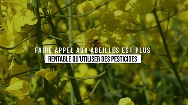 Faire appel aux abeilles est plus rentable qu'utiliser des pesticides