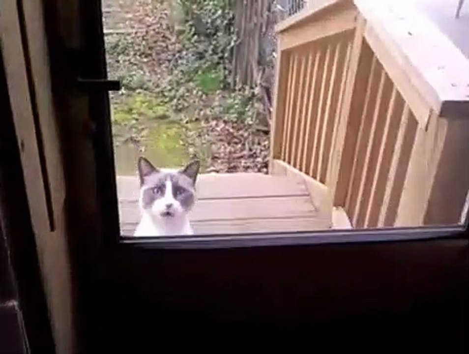 Un chat qui veut rentrer