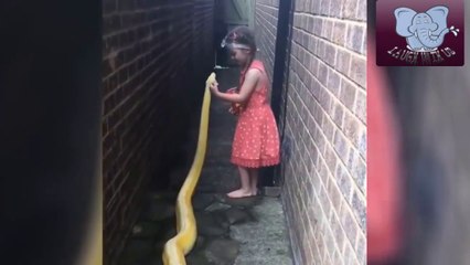 Try Not To Laugh - UNEXPECTED Animal ATTACKS (2019)