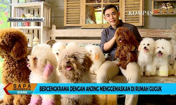 Yuk Main Sama Anjing Menggemaskan di Rumah Guguk