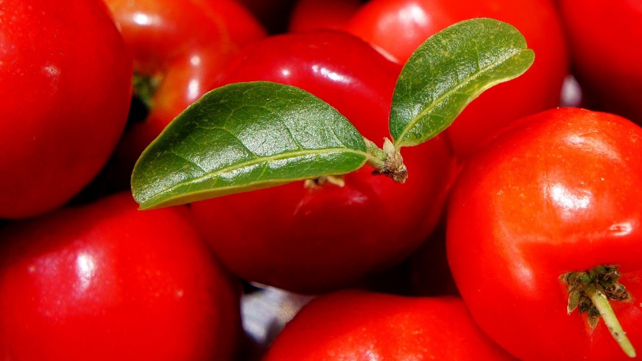 15 Amazing Facts about Amazon Rainforest