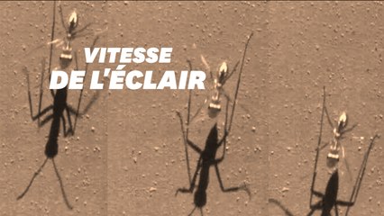 Cette fourmi est la plus rapide du monde grâce à une technique imparable