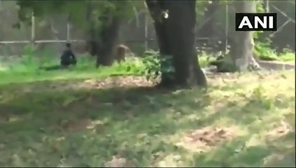 మృగరాజుతో చెలగాటం.. సింహం ఎన్‌క్లోజర్‌లోకి వెళ్లి, రెచ్చగొట్టిన యువకుడు...(వీడియో)