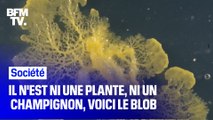 C’est quoi le blob, cet organisme qui débarque au parc zoologique de Paris ?