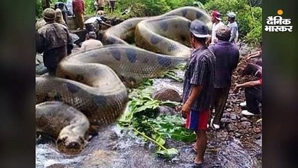 सबसे बड़े एनाकोंडा के मरने का सच