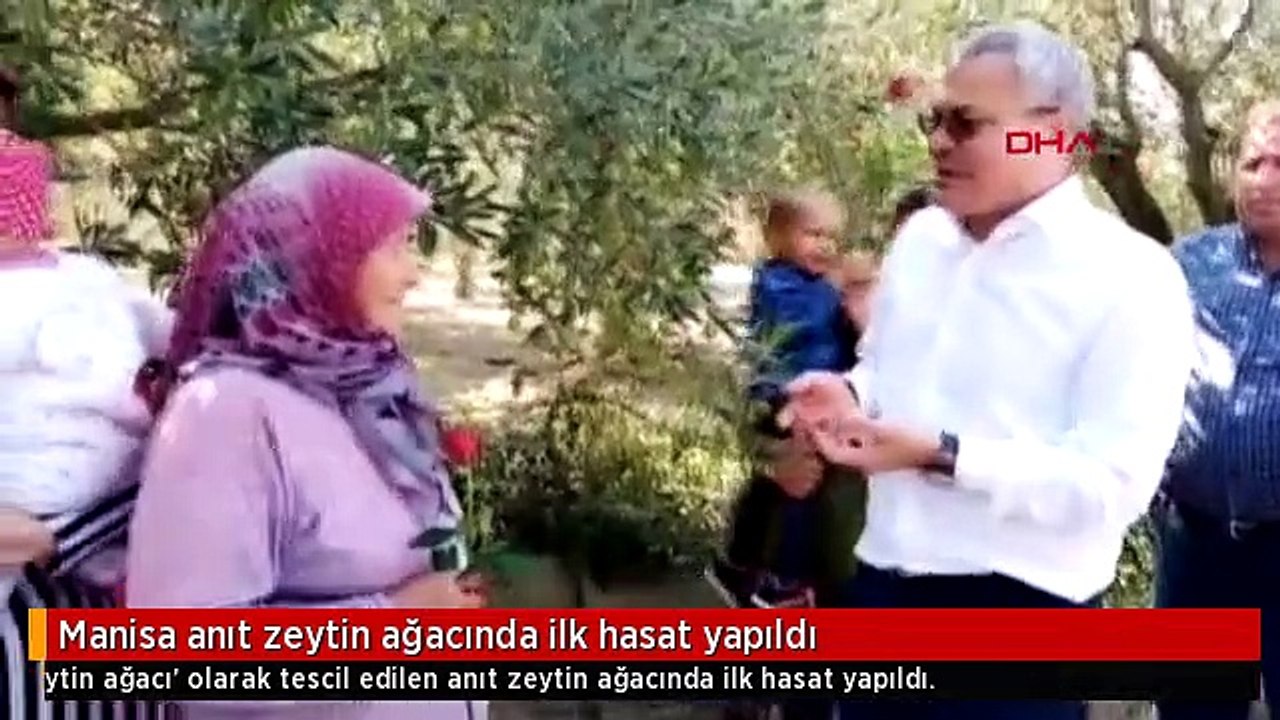 Manisa anıt zeytin ağacında ilk hasat yapıldı