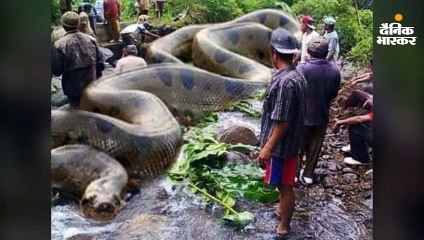 झूठी है दुनिया के सबसे बड़े एनाकोंडा के मरने की बात, फोटो के साथ तथ्य भी गलत
