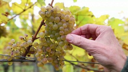 Österreich: Klimawandel bedroht die Zukunft des "Grünen Veltliners"